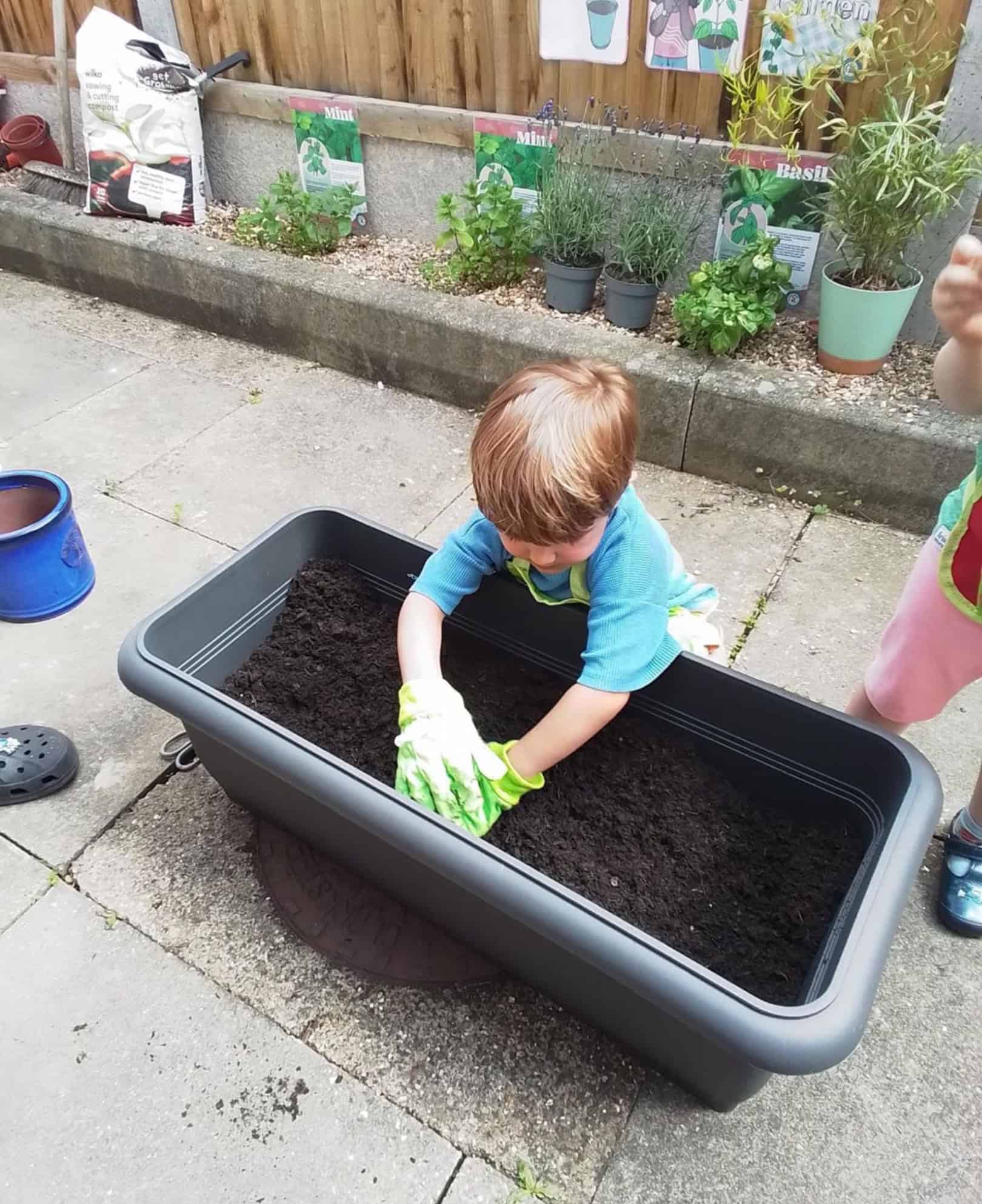 Monkey Puzzle East Sheen Herb Garden Monkey Puzzle East Sheen Herb Garden