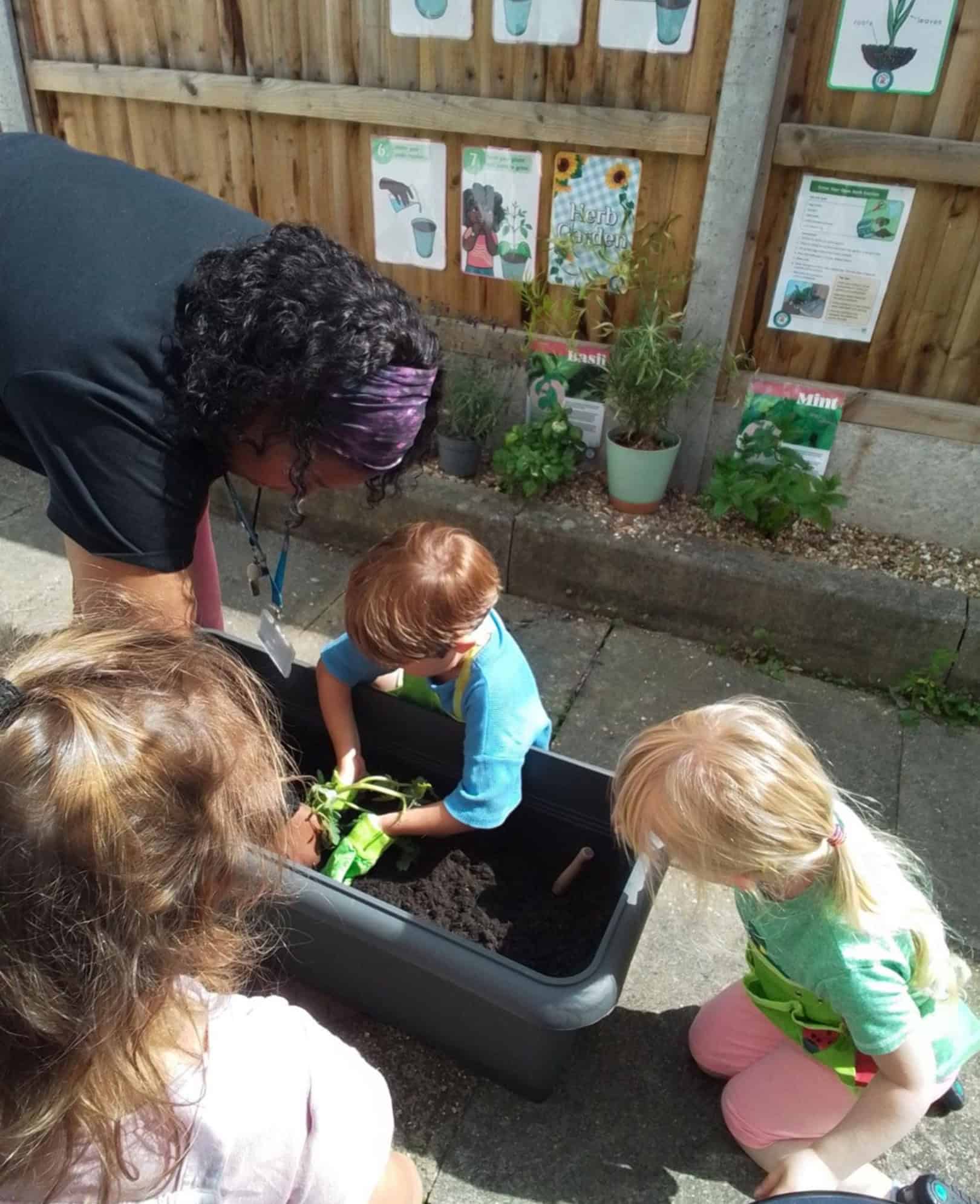 Monkey Puzzle East Sheen Herb Garden Monkey Puzzle East Sheen Herb Garden