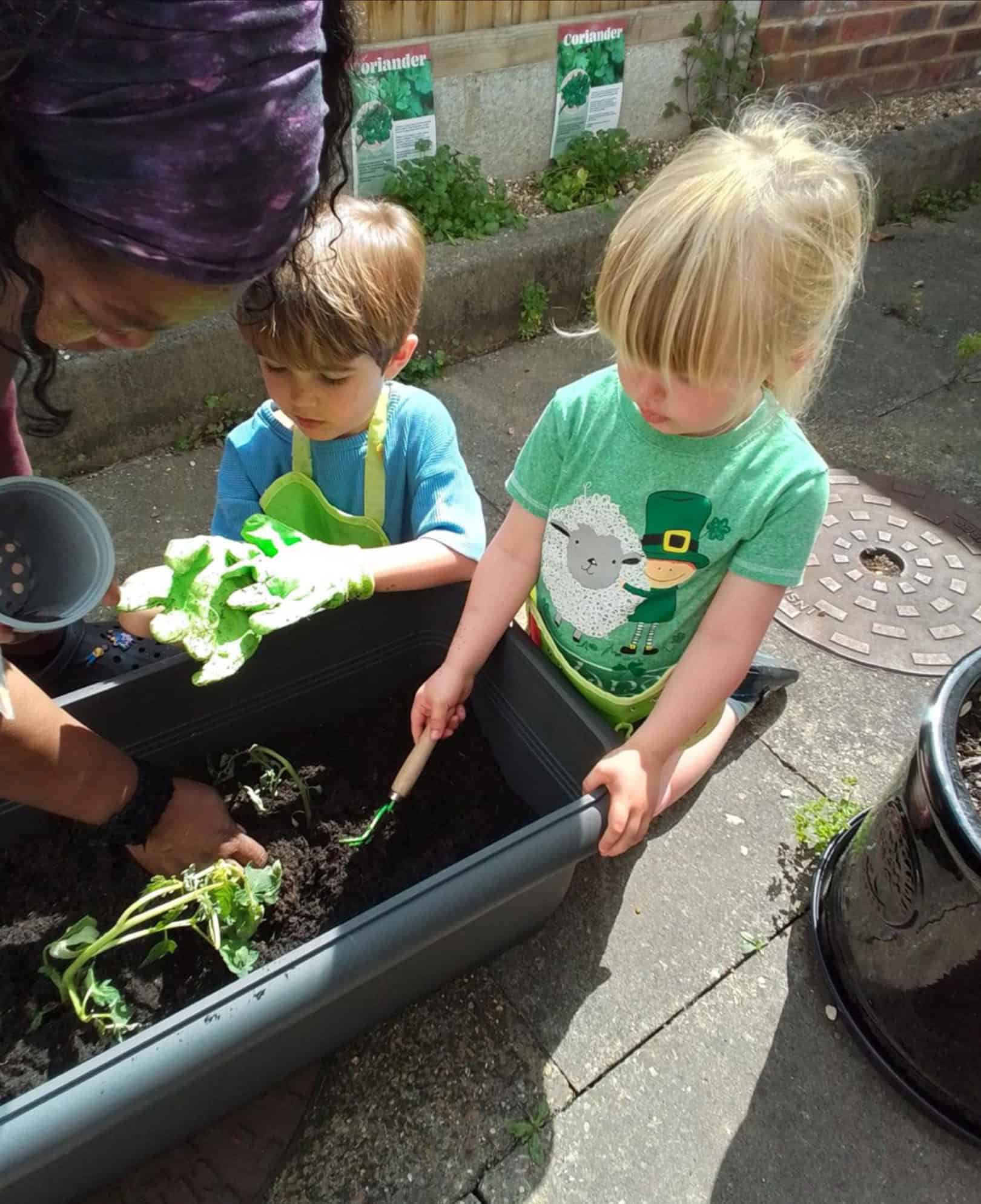 Monkey Puzzle East Sheen Herb Garden Monkey Puzzle East Sheen Herb Garden