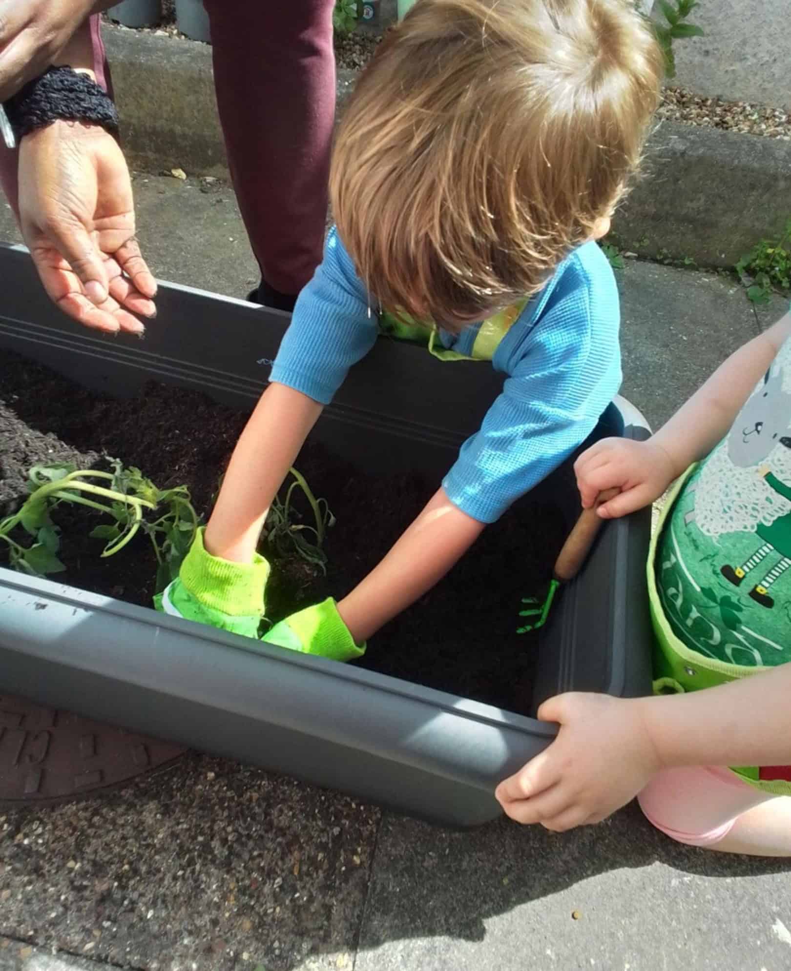 Monkey Puzzle East Sheen Herb Garden Monkey Puzzle East Sheen Herb Garden