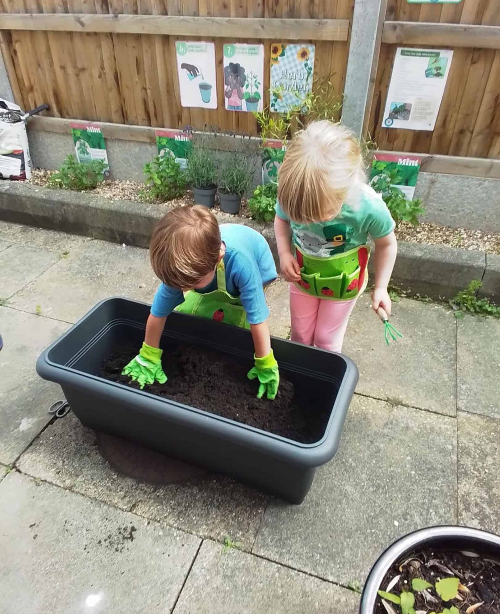 Monkey Puzzle East Sheen Herb Garden Monkey Puzzle East Sheen Herb Garden